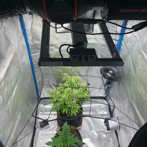 WHITE WIDOW Automatic growlog photo: My Grow Tent