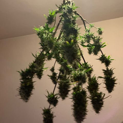 WHITE WIDOW Automatic growlog timeline photo