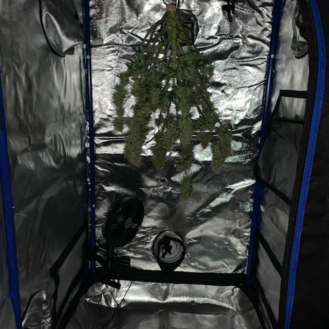 WHITE WIDOW Automatic growlog timeline photo