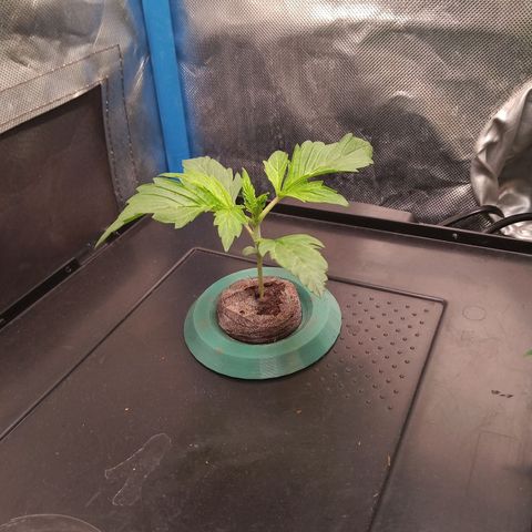 Genética desconocida growlog timeline photo
