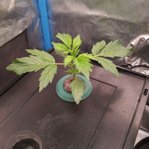 Genética desconocida growlog timeline photo