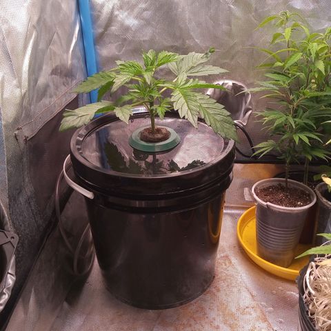 Genética desconocida growlog timeline photo