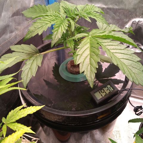 Genética desconocida growlog timeline photo