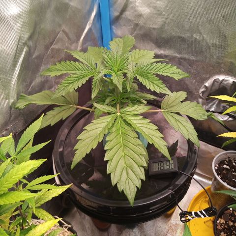 Genética desconocida growlog timeline photo
