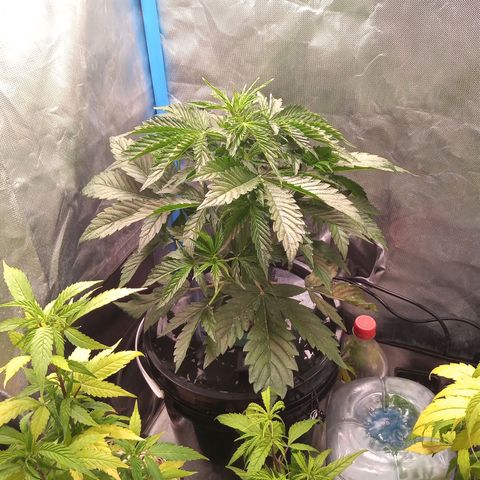 Genética desconocida growlog timeline photo