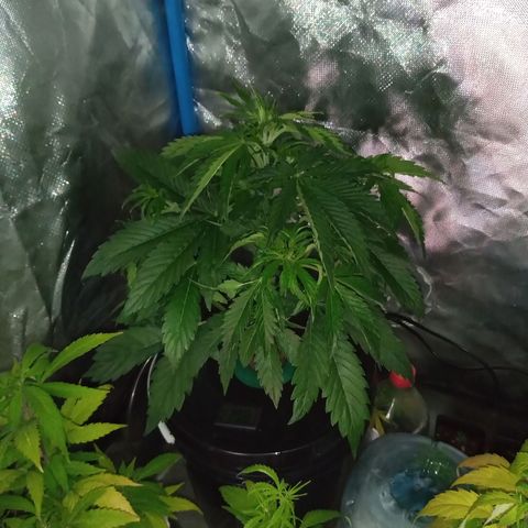 Genética desconocida growlog timeline photo