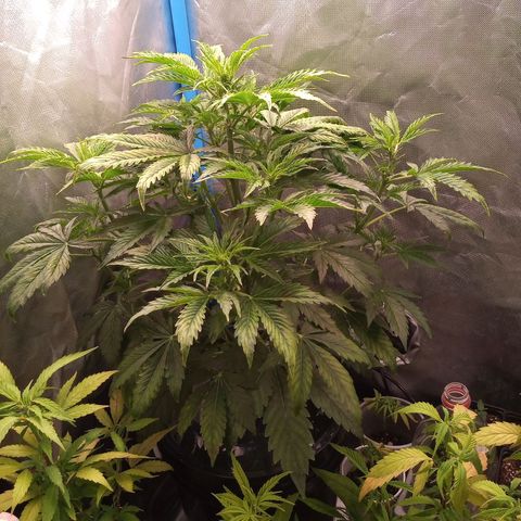 Genética desconocida growlog timeline photo