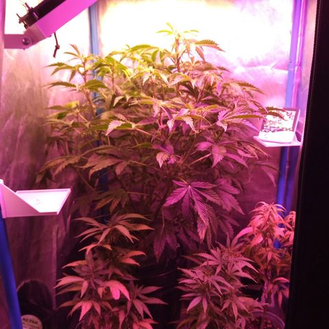 Genética desconocida growlog timeline photo