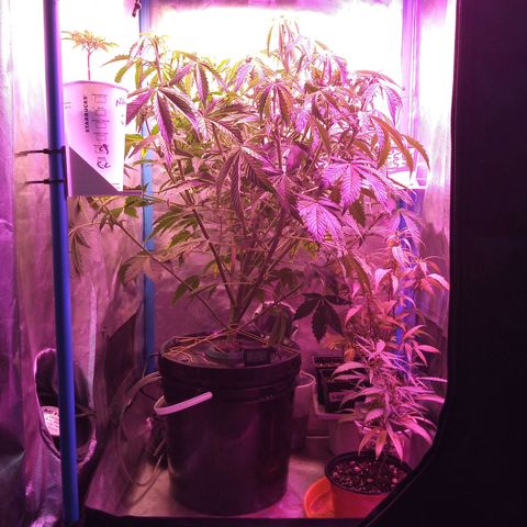 Genética desconocida growlog timeline photo