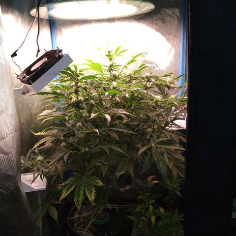 Genética desconocida growlog timeline photo