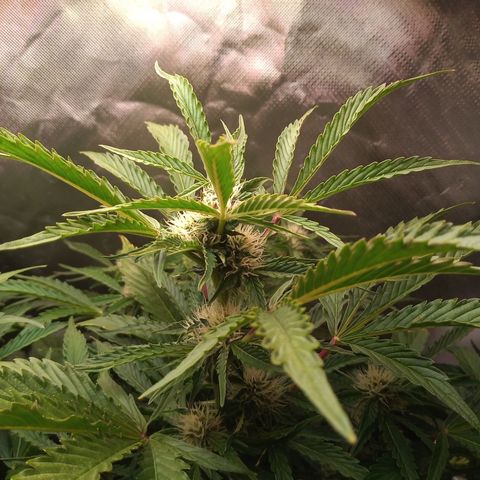 Genética desconocida growlog timeline photo