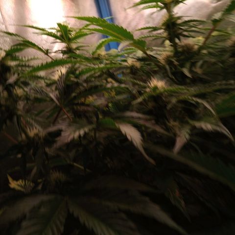Genética desconocida growlog timeline photo