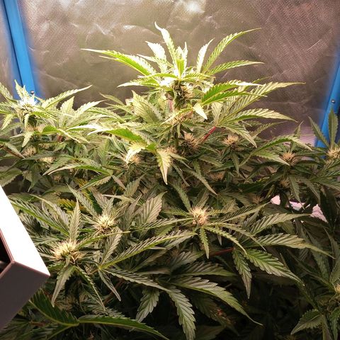 Genética desconocida growlog timeline photo