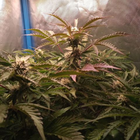 Genética desconocida growlog timeline photo