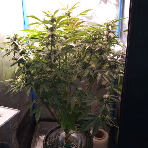 Genética desconocida growlog timeline photo