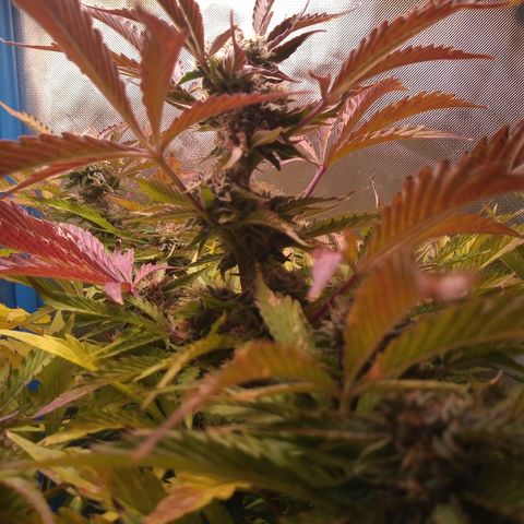 Genética desconocida growlog timeline photo