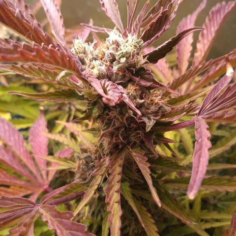 Genética desconocida growlog timeline photo