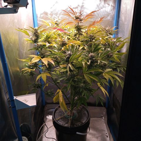 Genética desconocida growlog timeline photo