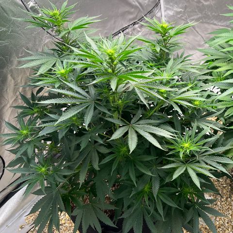 Northern Light growlog timeline photo