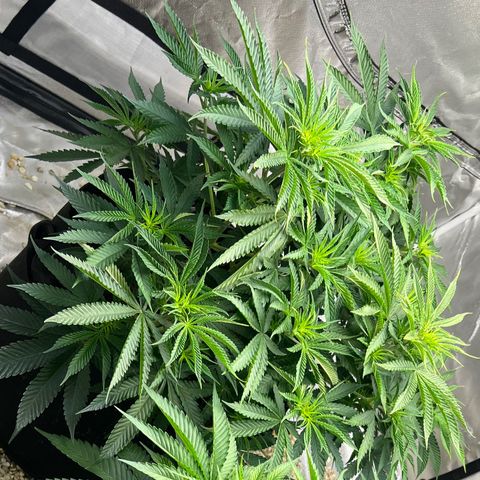 Northern Light growlog timeline photo