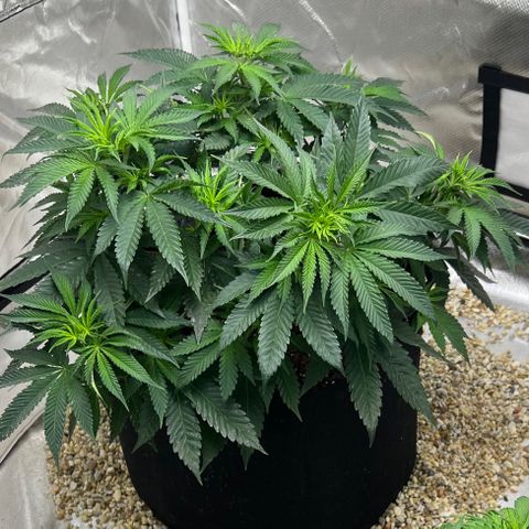 Northern Light growlog timeline photo