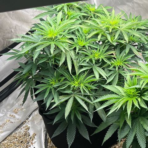 Northern Light growlog timeline photo