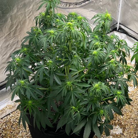 Northern Light growlog timeline photo