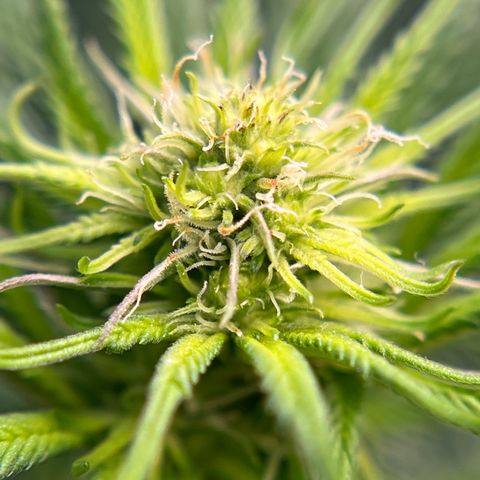 Northern Light growlog timeline photo