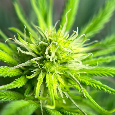 Northern Light growlog timeline photo