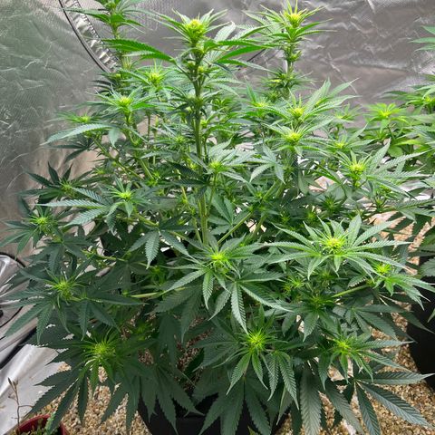 Northern Light growlog timeline photo