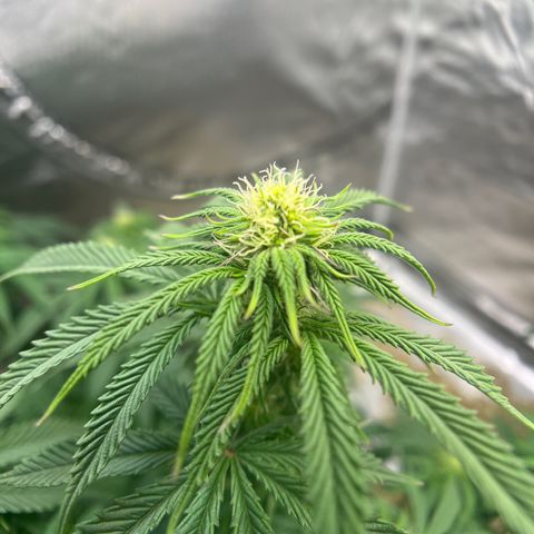 Northern Light growlog timeline photo