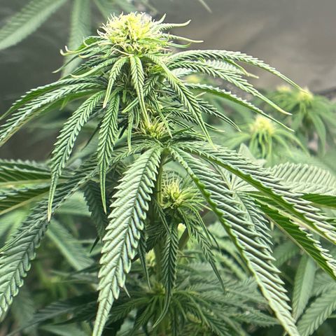 Northern Light growlog timeline photo