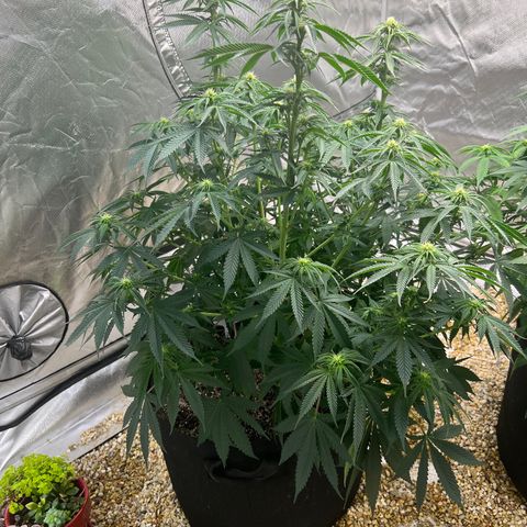 Northern Light growlog timeline photo