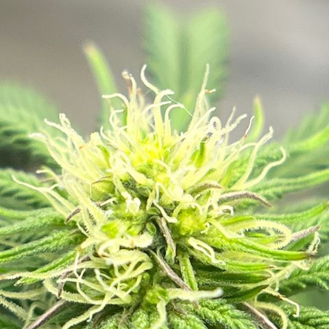 Northern Light growlog timeline photo