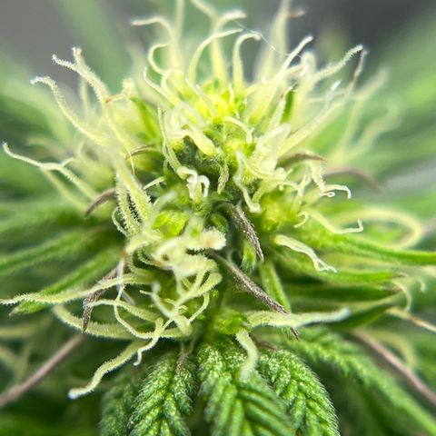Northern Light growlog timeline photo