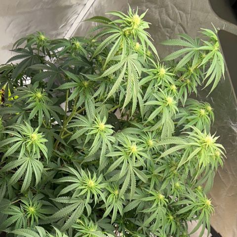 Northern Light growlog timeline photo