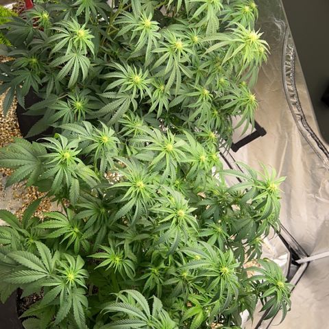 Northern Light growlog timeline photo