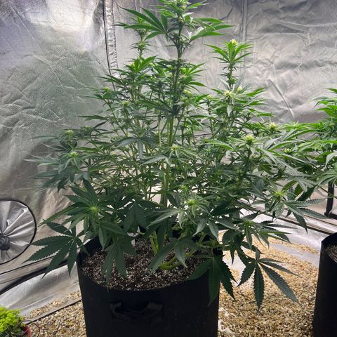 Northern Light growlog timeline photo