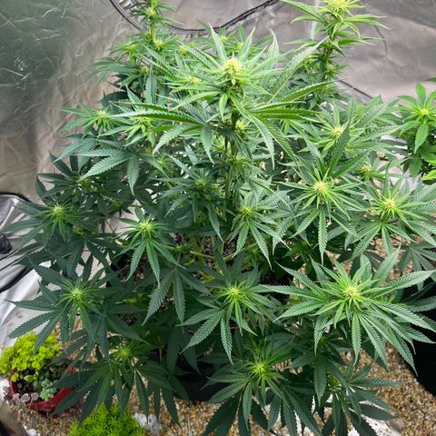 Northern Light growlog timeline photo