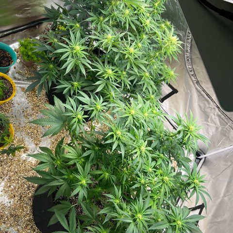 Northern Light growlog timeline photo
