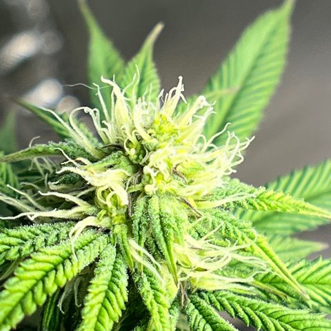 Northern Light growlog timeline photo