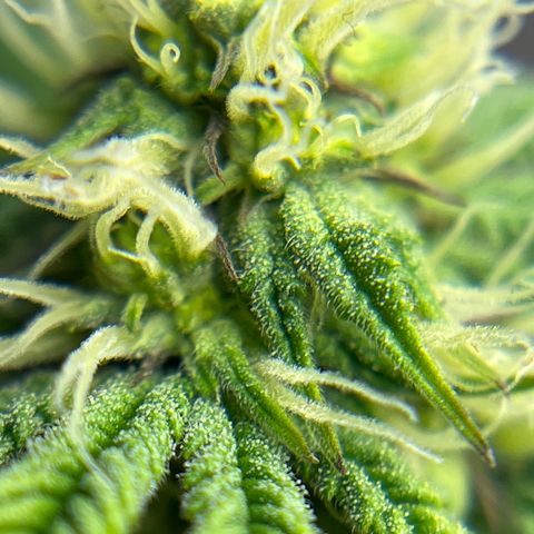 Northern Light growlog timeline photo