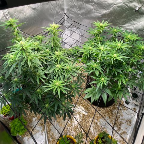 Northern Light growlog timeline photo