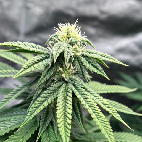 Northern Light growlog timeline photo