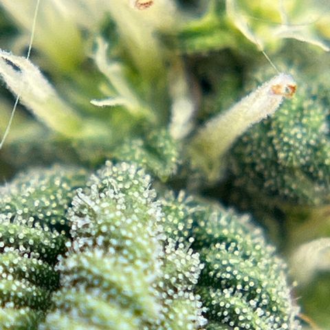 Northern Light growlog timeline photo
