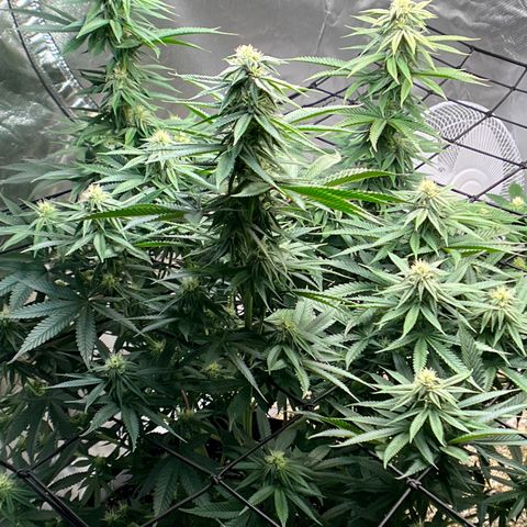 Northern Light growlog timeline photo
