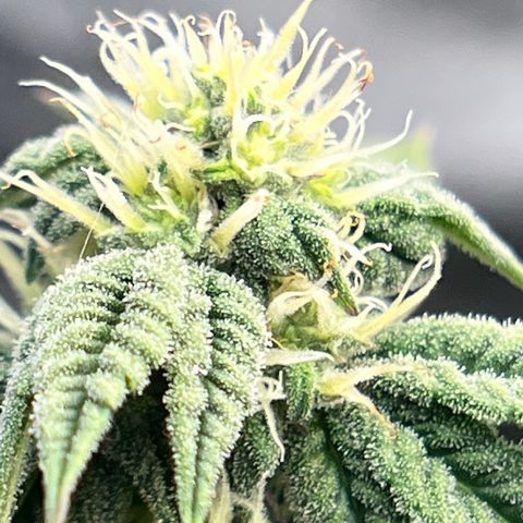 Northern Light growlog timeline photo