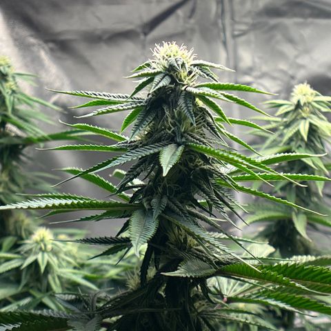Northern Light growlog timeline photo