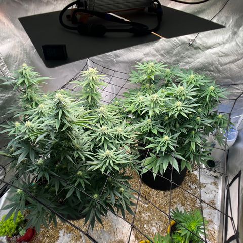 Northern Light growlog timeline photo