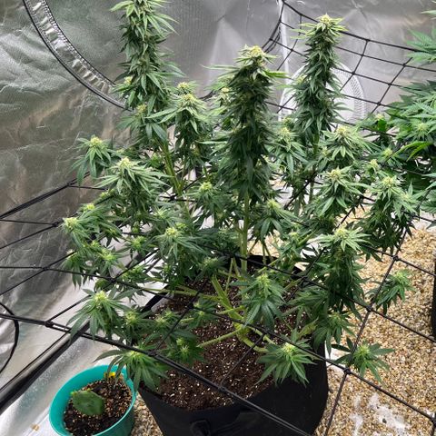 Northern Light growlog timeline photo